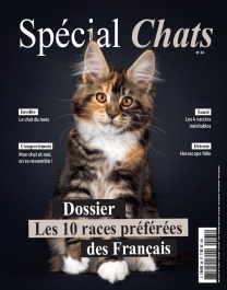 Spécial chats